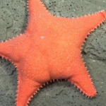 A Starfish, a President and a Deep-Sea Frenzy in Argentina